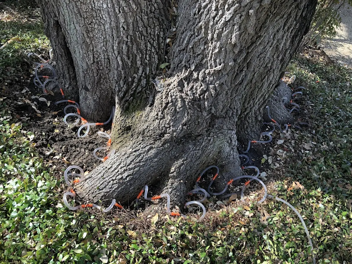 Detailed Tree Cabling and Bracing job site in Worden
