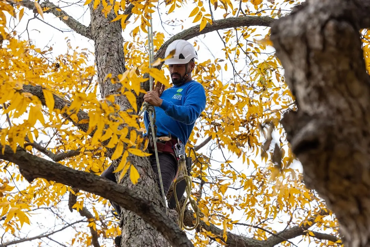 Skilled Tree Transplanting crew working in Worden